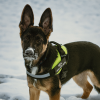 Tierhood ™ No Pull Harness